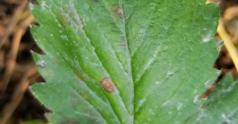 いちご｜突然枯れる、葉に灰色の斑点｜炭疽（たんそ）病