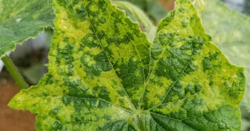 きゅうり｜葉が小さい、黄色い迷彩模様｜黄化えそ病