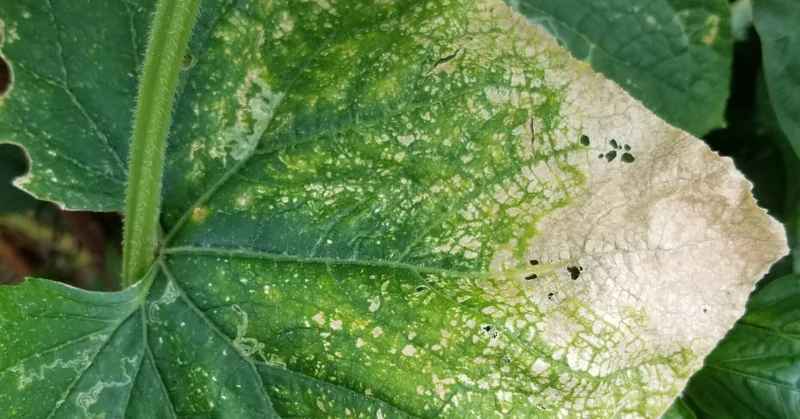 きゅうり｜葉が白い、葉に白い点々｜アザミウマ