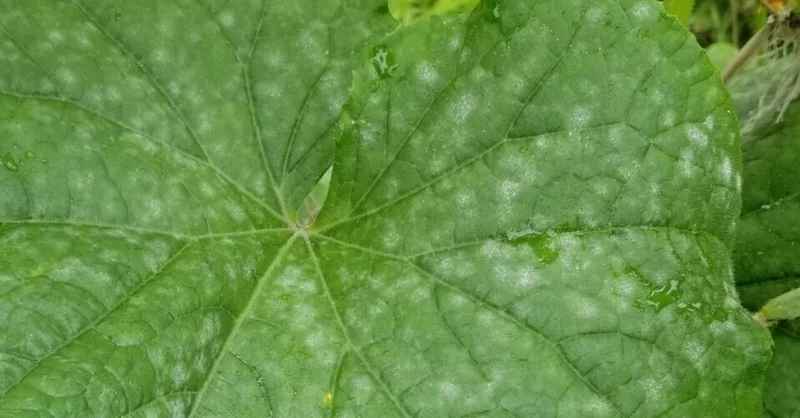 きゅうり｜葉に白いカビ｜うどんこ病