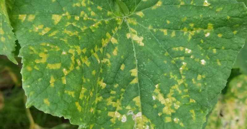 きゅうり｜葉に角ばった黄色の斑点｜べと病