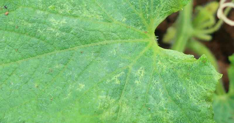 きゅうり｜葉の迷彩模様｜モザイク病