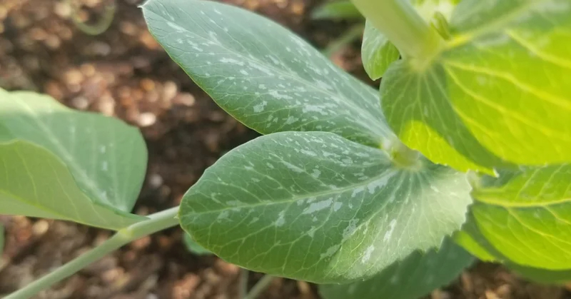 スナップエンドウ｜ゴマみたいな虫がびっしり｜アブラムシ