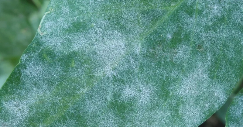 スナップエンドウ｜白いカビ｜うどんこ病