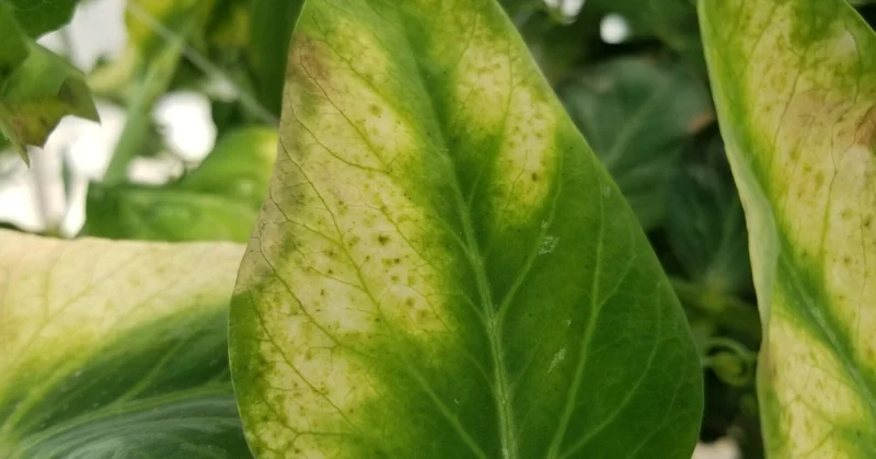 スナップエンドウ｜葉が黄色い｜カルシウム欠乏