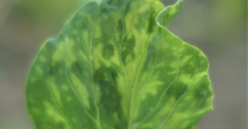 スナップエンドウ｜葉の迷彩模様｜モザイク病