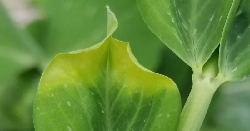 スナップエンドウ｜葉先が枯れる｜チップバーン