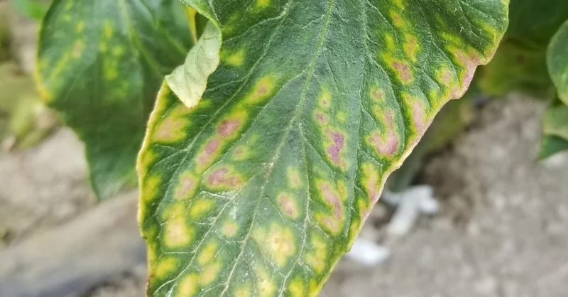 トマト｜古い葉が網目状に黄色い｜マグネシウム欠乏