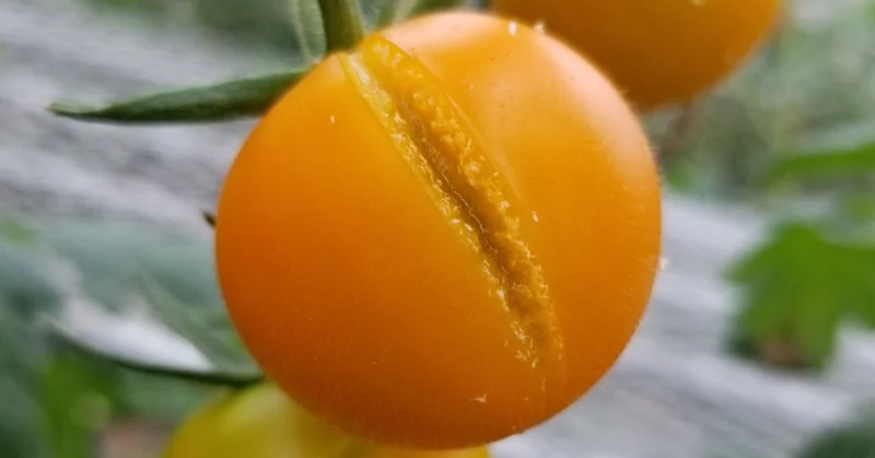 トマト｜実が割れる｜実割れ