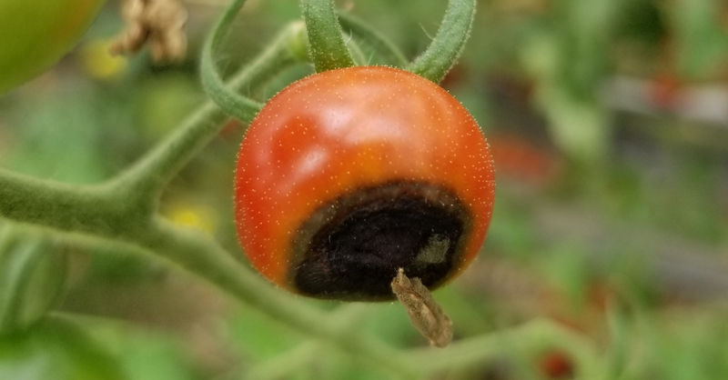トマト｜実の一部が黒くなる尻腐れ｜カルシウム欠乏
