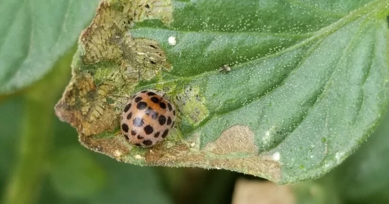 トマト｜波状の食べ痕｜テントウムシダマシ