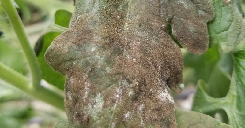 トマト｜白くて小さい虫｜コナジラミ｜初心者が成功するためのポイント