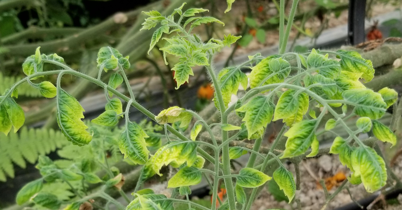 トマト｜育ちが悪く黄色い｜黄化葉巻病｜初心者が成功するためのポイント