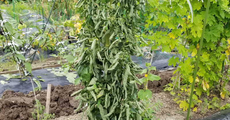 トマト｜葉が巻く｜窒素過多｜初心者が成功するためのポイント