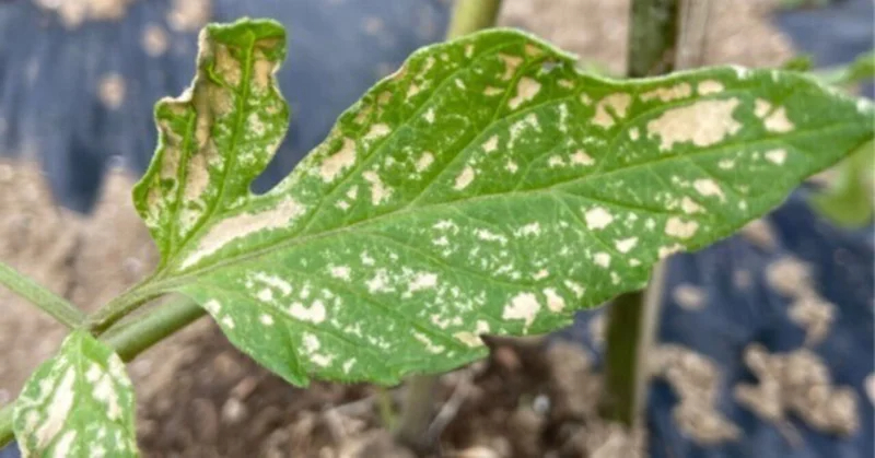 トマト｜葉が突然白く枯れる｜低温障害