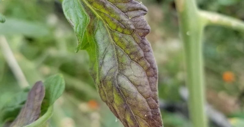 トマト｜葉が紫になる｜リン酸欠乏