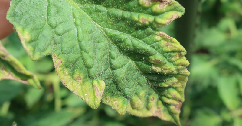 トマト｜葉が黄色い｜カリウム欠乏｜初心者が成功するためのポイント