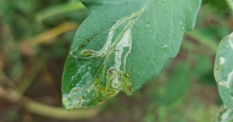 トマト｜葉に白いうねうね｜ハモグリバエ｜初心者が成功するためのポイント