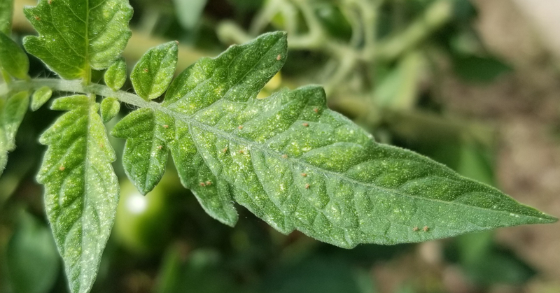 トマト｜葉の白い小さな斑点｜ハダニ｜初心者が成功するためのポイント