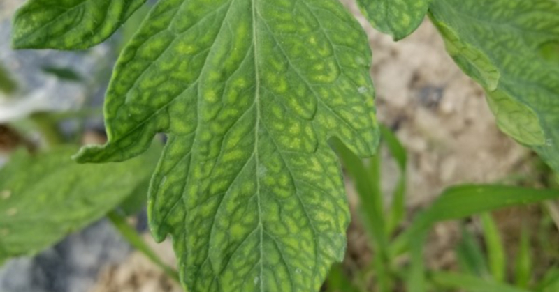 トマト｜葉の網目模様｜鉄欠乏｜より美味しいトマトを収穫するポイント