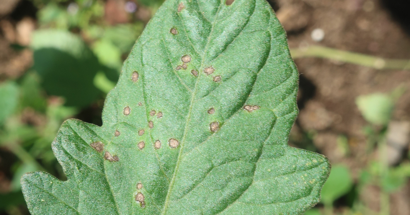 トマト｜葉の茶色い斑点｜斑点病｜初心者が成功するためのポイント