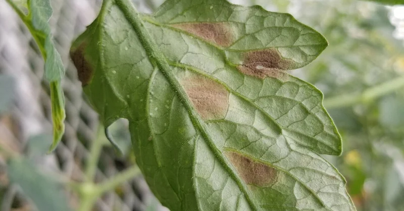 トマト｜葉の裏に茶色いカビ｜葉カビ病