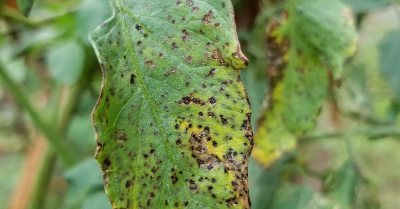 トマト｜葉の黒い小さな斑点｜斑点細菌病｜初心者が成功するためのポイント