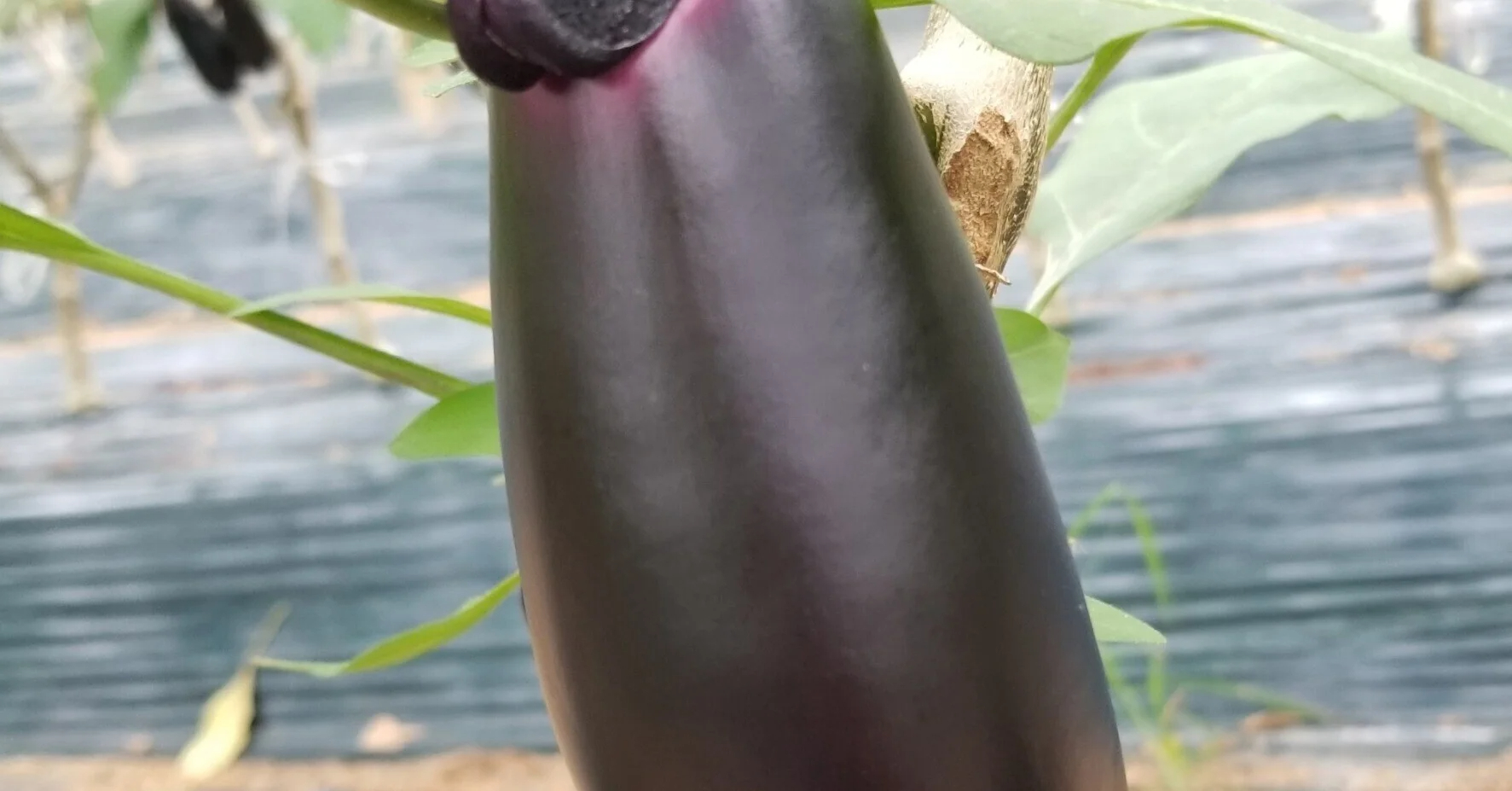 ナス｜ゴマみたいな小さい虫がびっしり｜アブラムシ