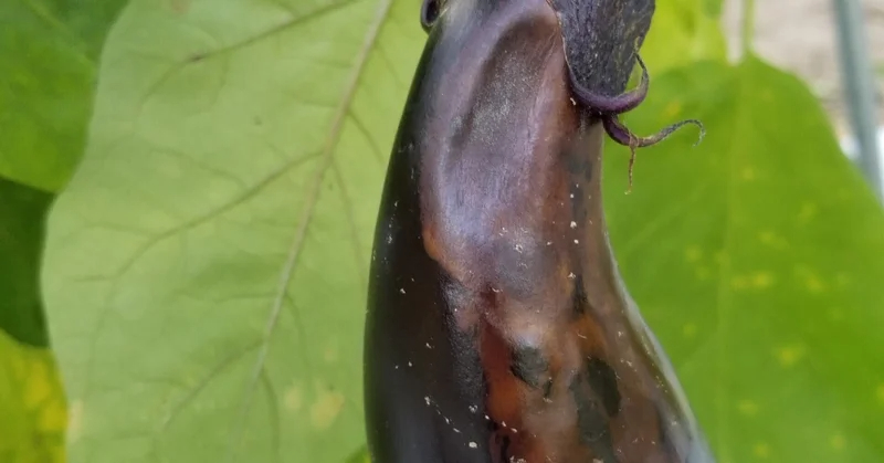 ナス｜実が茶色い｜白いカビ｜褐色腐敗病