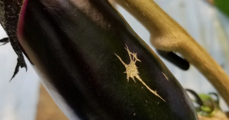 ナス｜実にひっかいたような傷｜アザミウマ