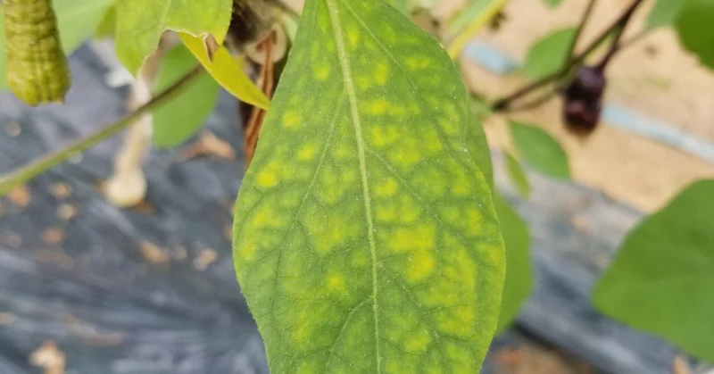 ナス｜葉が網目模様で黄色い｜マグネシウム欠乏
