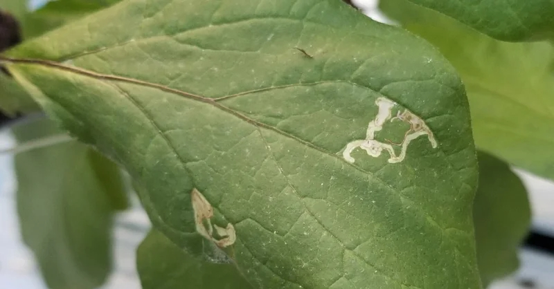 ナス｜葉に白いうねうね｜ハモグリバエ