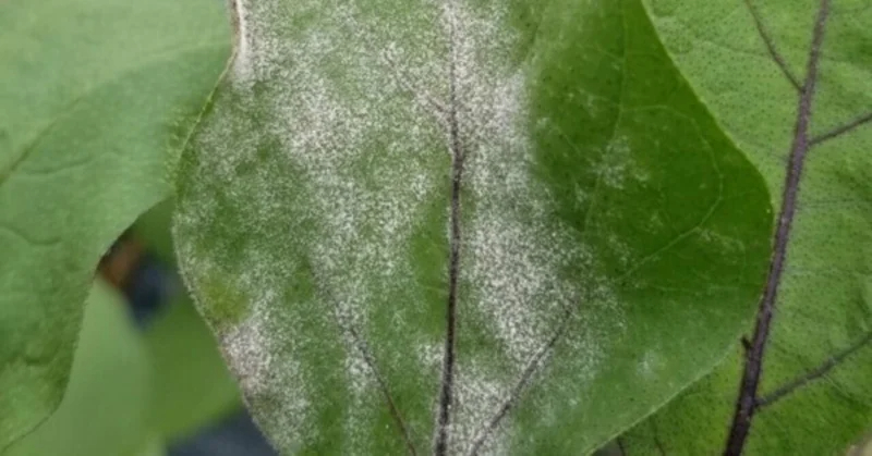 ナス｜葉に白いカビ｜うどんこ病