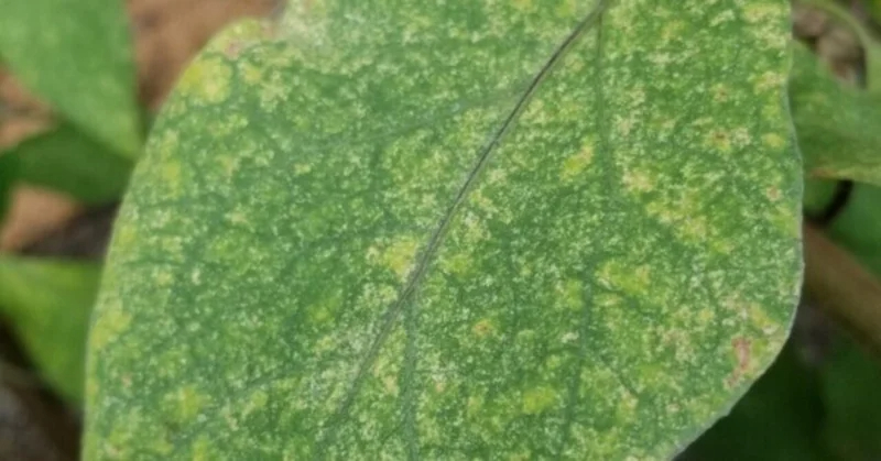 ナス｜葉に白い点々｜ハダニ