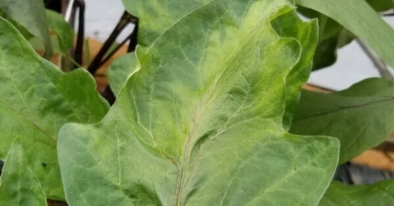 ナス｜葉の迷彩のような模様｜モザイク病