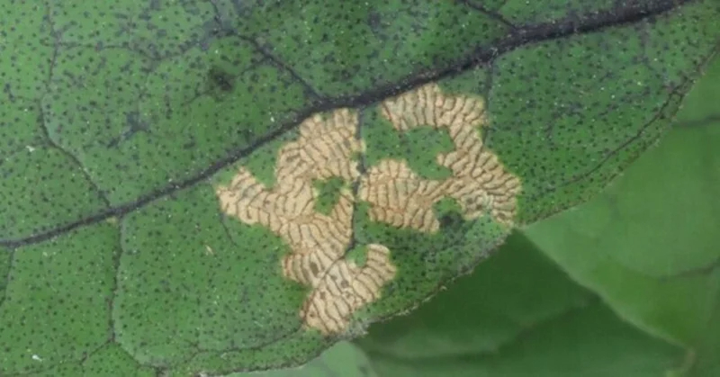 ナス｜葉や実に波状の食べ痕｜テントウムシダマシ
