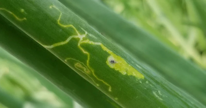 玉ねぎ｜葉に白い筋｜ハモグリバエ